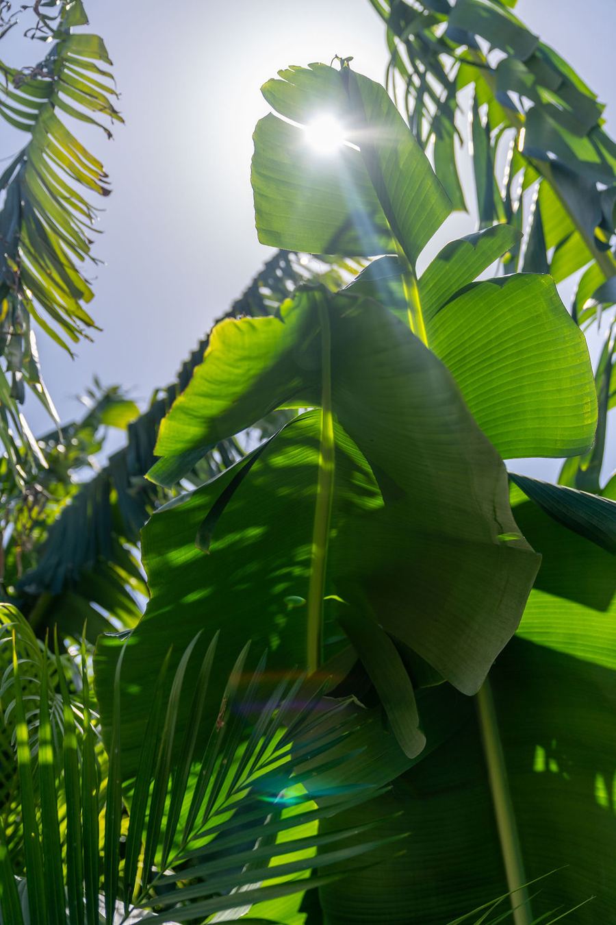 Villa Chablis, photo 58 — Saint-François, Guadeloupe